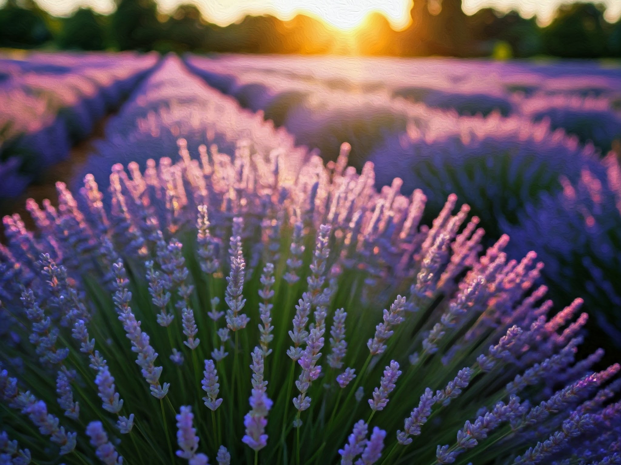 K8088 Duftöl Lavendel