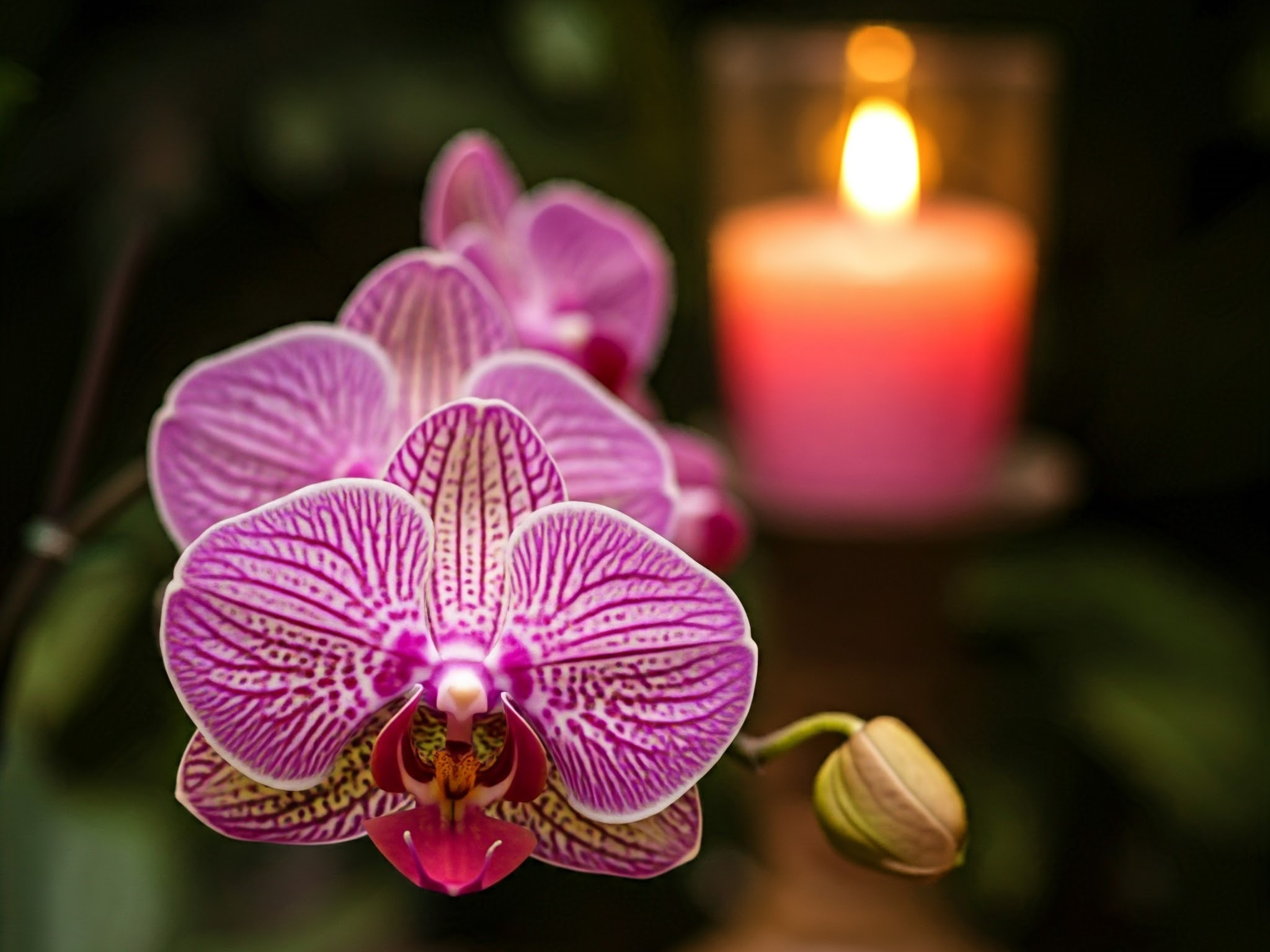 K8127 Duftöl Orchidee