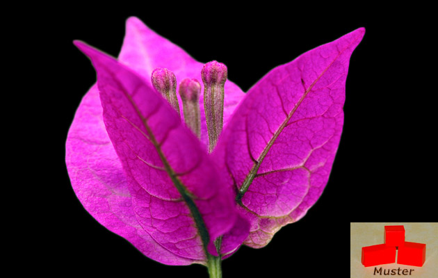 b16e6242cb3a3ef1a2797c20488b9fd1 Wachsfarbe bougainvillea