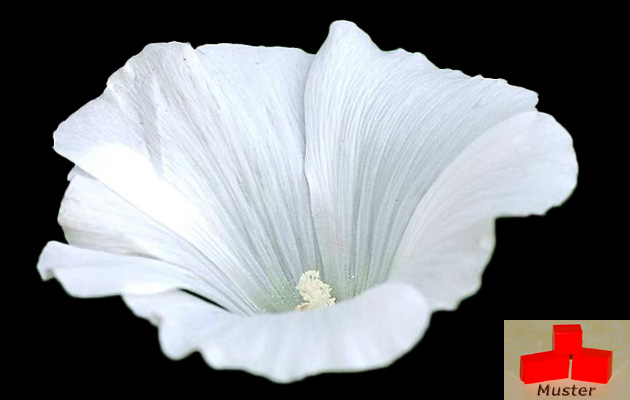 Wachsfarbe echtweiss