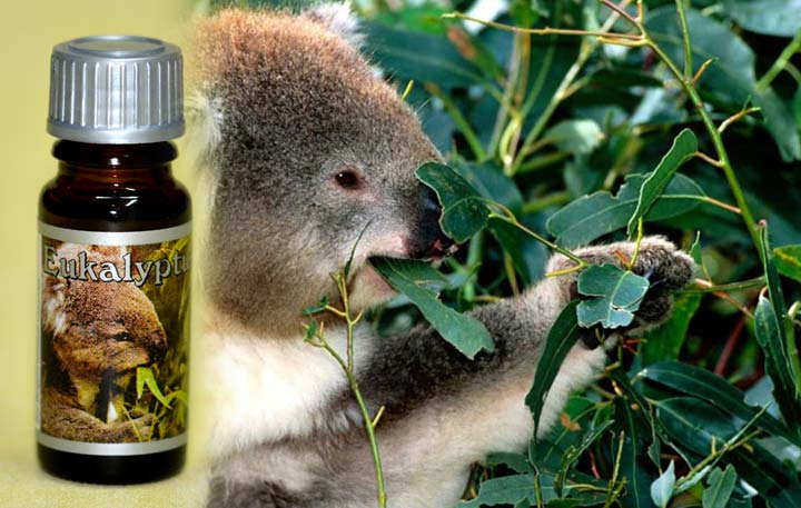Duftöl Eukalyptus
