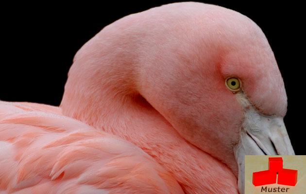 bb656bfd46e967a7d1ab094f83c58643 Wachsfarbe flamingo