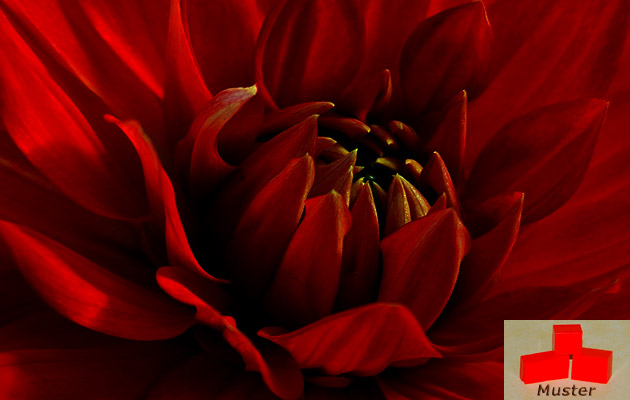 Wachsfarbe dunkelrot