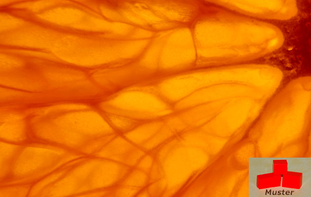 a5e9884182c92d04215889544b94f1dd Wachsfarbe orange