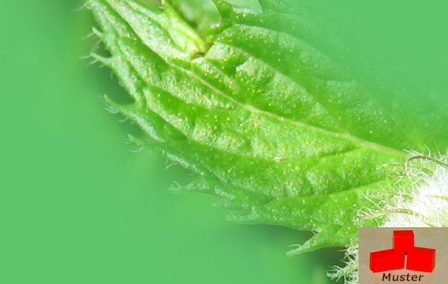 Wachsfarbe peppermint